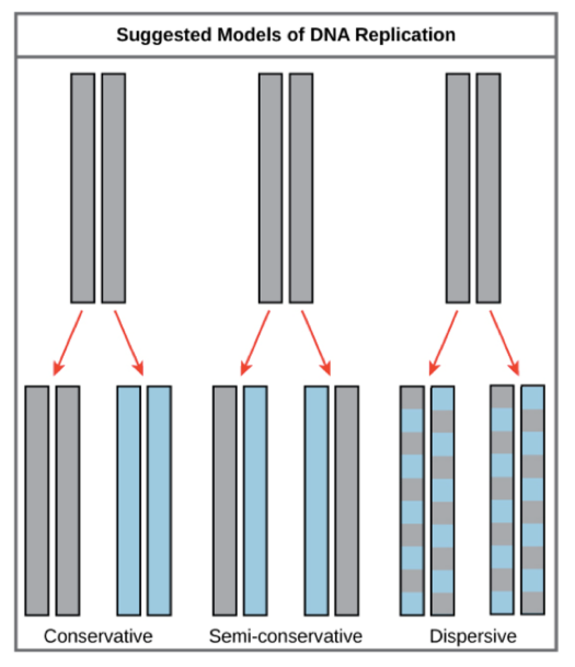 <ol><li><p>Conservative</p></li><li><p>Semi-conservative</p></li><li><p>Dispersive</p></li></ol><p></p>