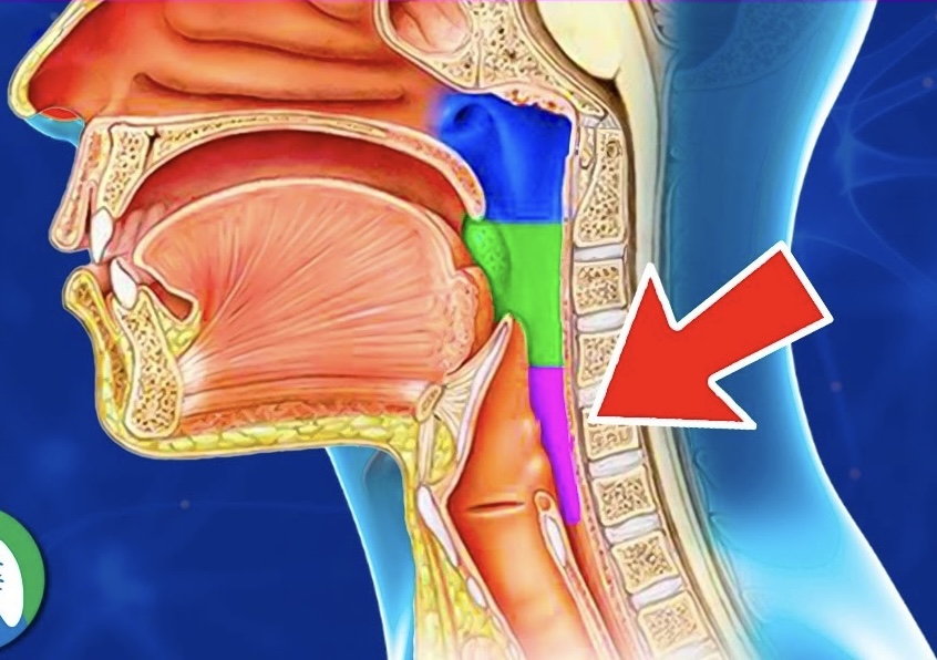 <p>The region known as the <strong><em><em></em></strong></em>__ lies below the oropharynx.</p>