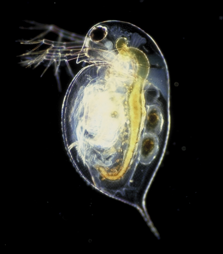 <p>Found in freshwater ecosystems, they are indicators of high water quality, which means they have low B.O.D.</p>