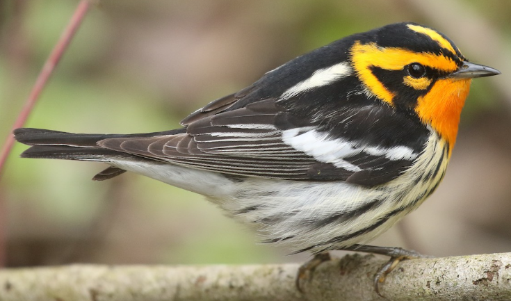 <p>What bird is this? </p>