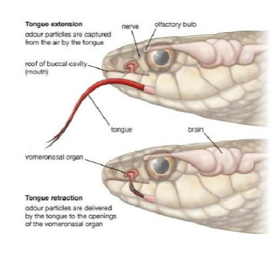 <ul><li><p>present in lizards</p></li><li><p>very well developed in snakes</p></li><li><p>roof oral cavity</p></li><li><p>vomeronasal nerve = branch of olfactory nerve CNI</p></li></ul><p></p>