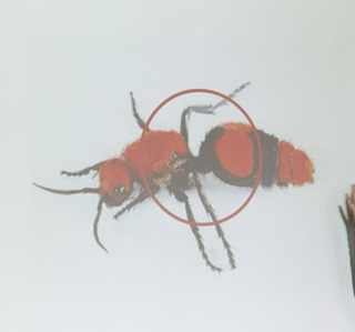 <p>is this a bee, wasp, or ant?</p>