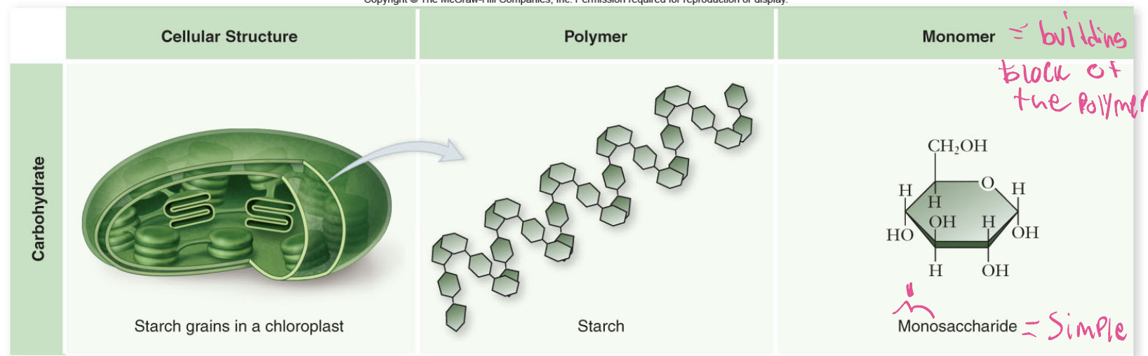 <p><span>Carbohydrates are made of </span><strong>monomers</strong><span> called </span><strong>monosaccharides</strong><span> (simple sugars). These link to form </span><strong>polymers</strong><span> like starch in plants (stored in </span><strong>chloroplasts</strong><span>) or </span><strong>glycogen</strong><span> in animals (stored in liver and muscle cells).</span></p>