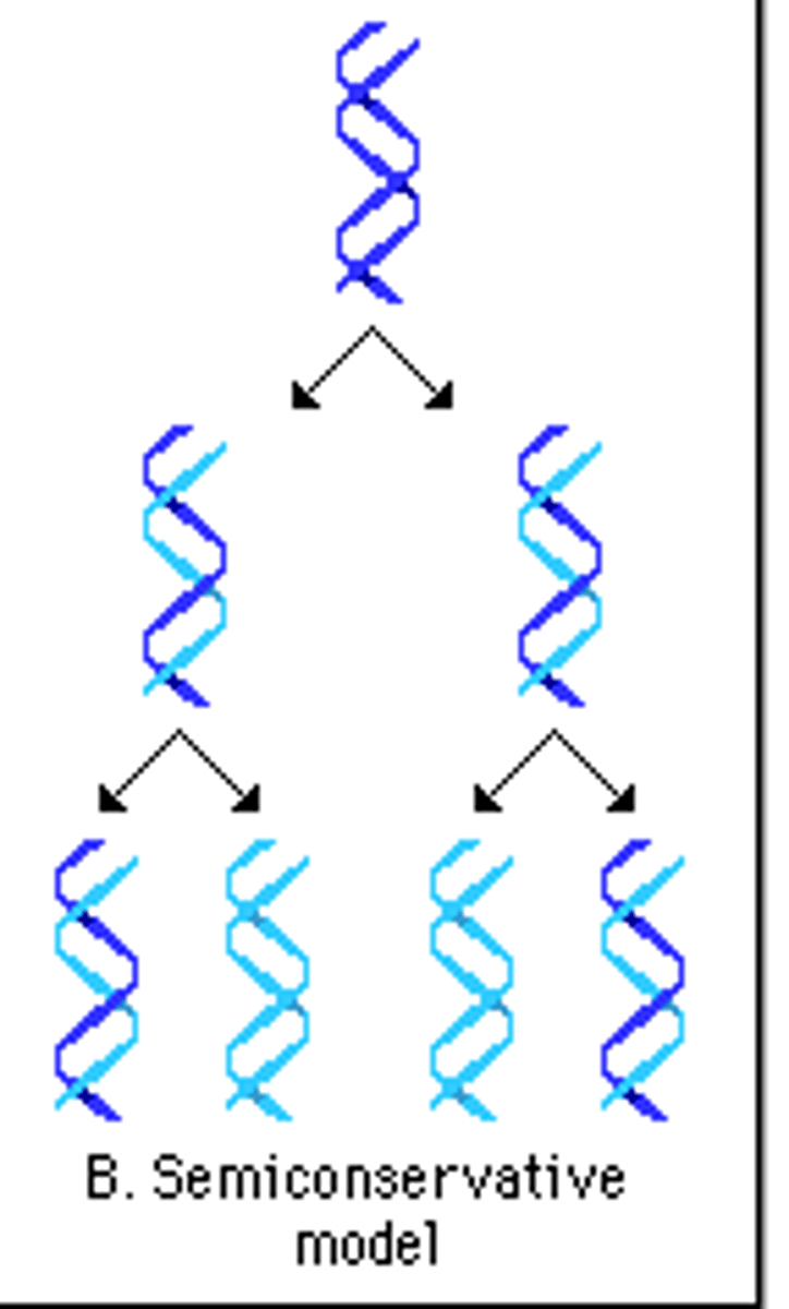 <p>Method of DNA replication in which parental strands separate, act as templates, and produce molecules of DNA with one parental DNA strand and one new DNA strand</p><p>2 multiple choice options</p>