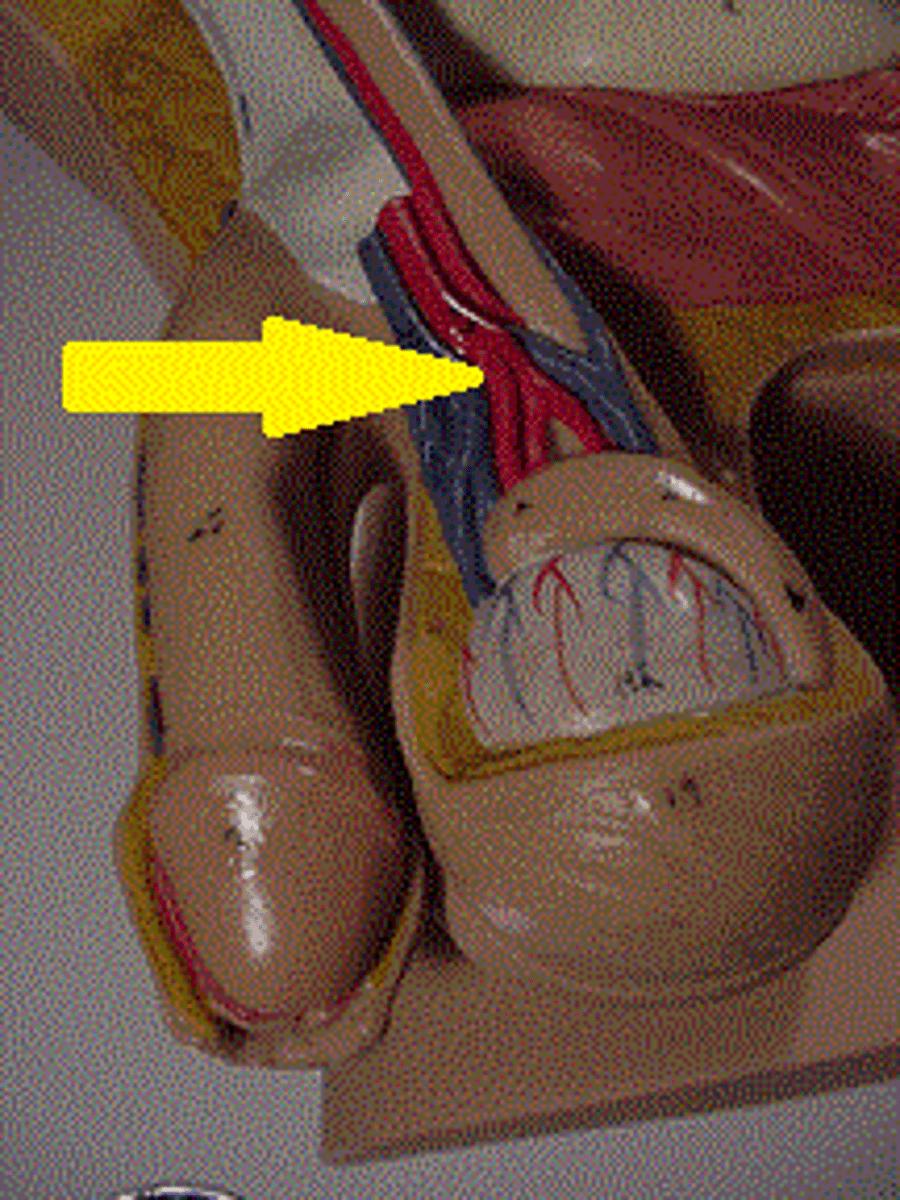 <p>Fx: provides blood supply to the testes</p>
