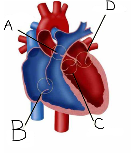 <p>Which structure represents the pulmonic valve?</p>