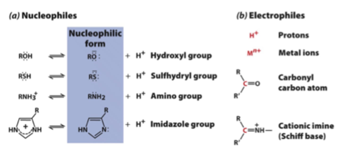 <p>Negative ions,</p><p>Molecules with lone pairs (NH3, H2O, -NH2),</p><p>A molecule with a pi electron (C2CH, C2H4),</p><p>Carbon bearing partial negative charge in organometallic compounds (Grignard's reagent)</p>
