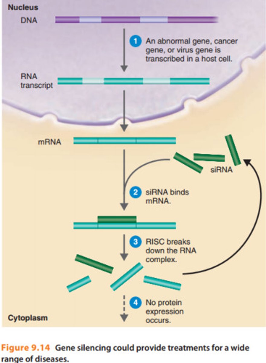 <p>switching off or turning off a protein coding gene that would normally be turned on (expressed)</p>
