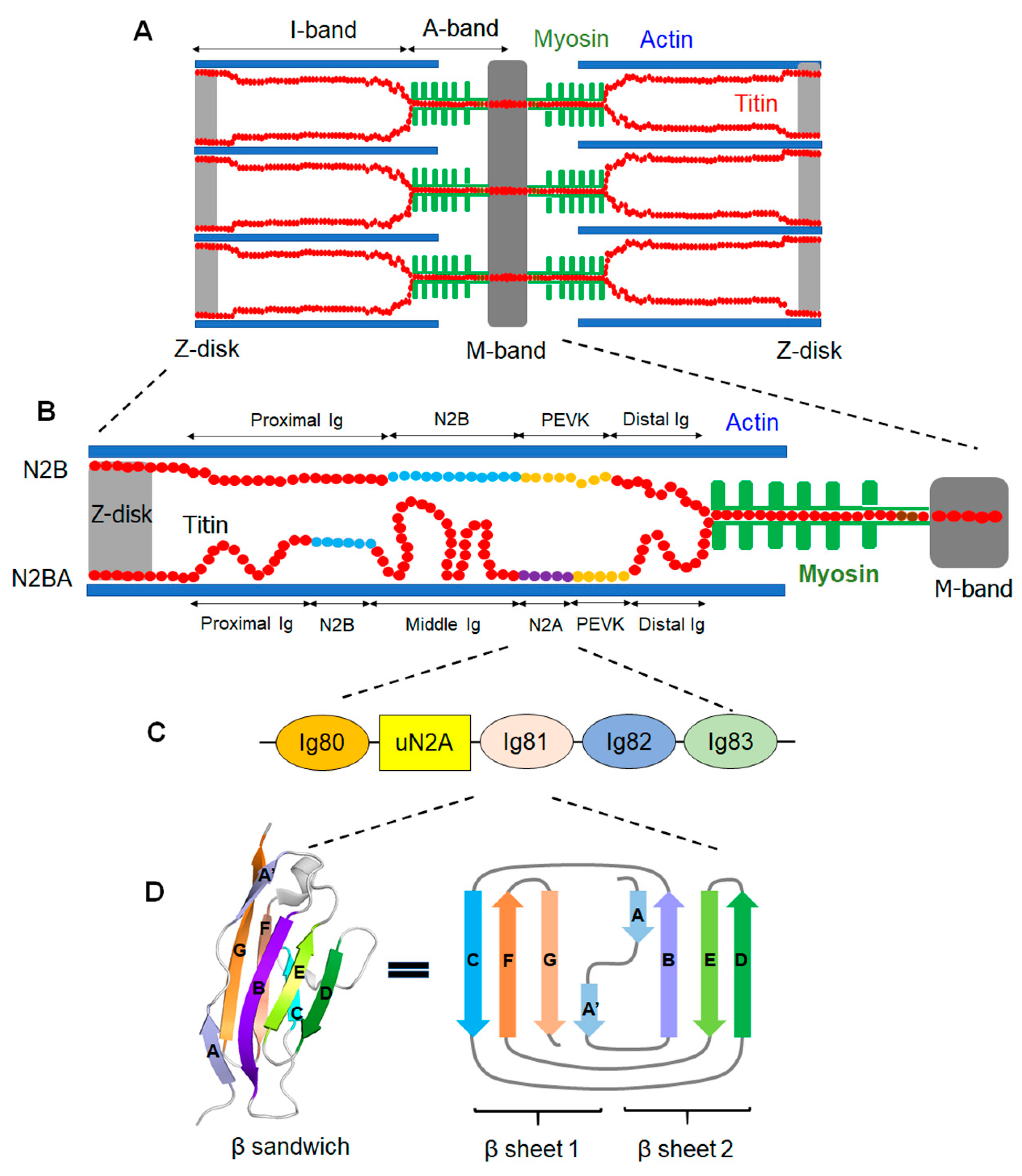 <p>What is the protein called that keeps thick and thin filaments held together?</p>