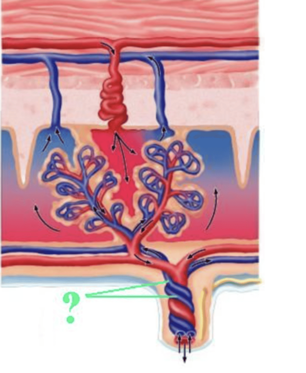 <p>umbilical arteries</p>