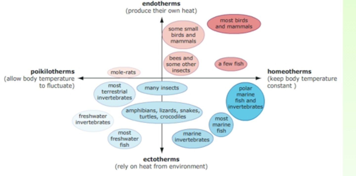 <p>Shivering: </p><p>Brown fat: </p>