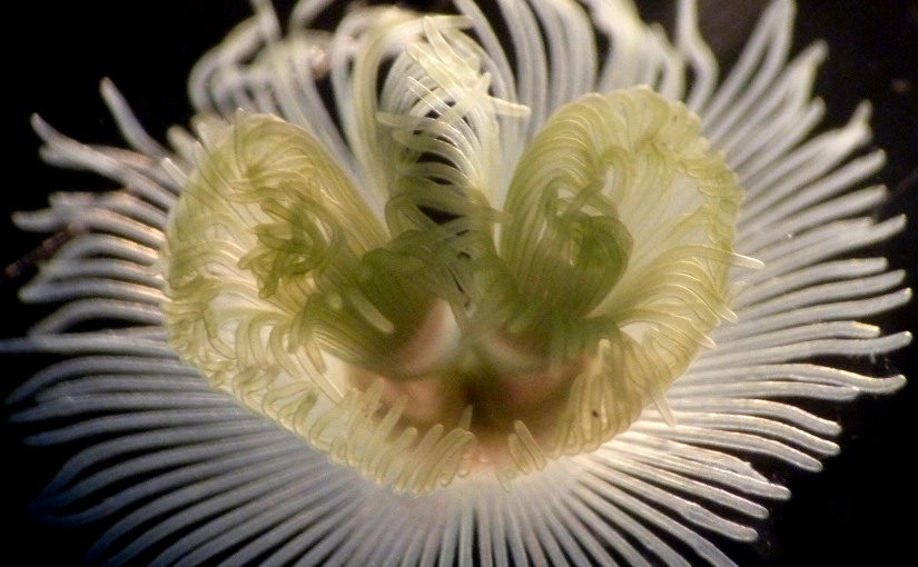 What Minor Phyla are Lophophores present in?