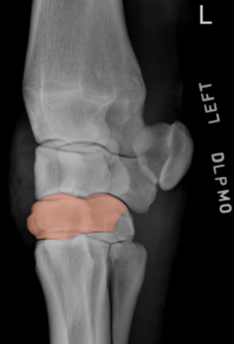 <p>What bone is highlighted?</p>