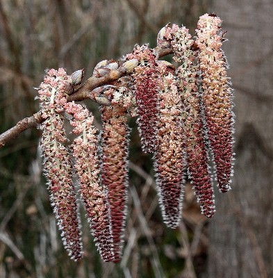 <p>Name this tree (scientific + common name)</p>