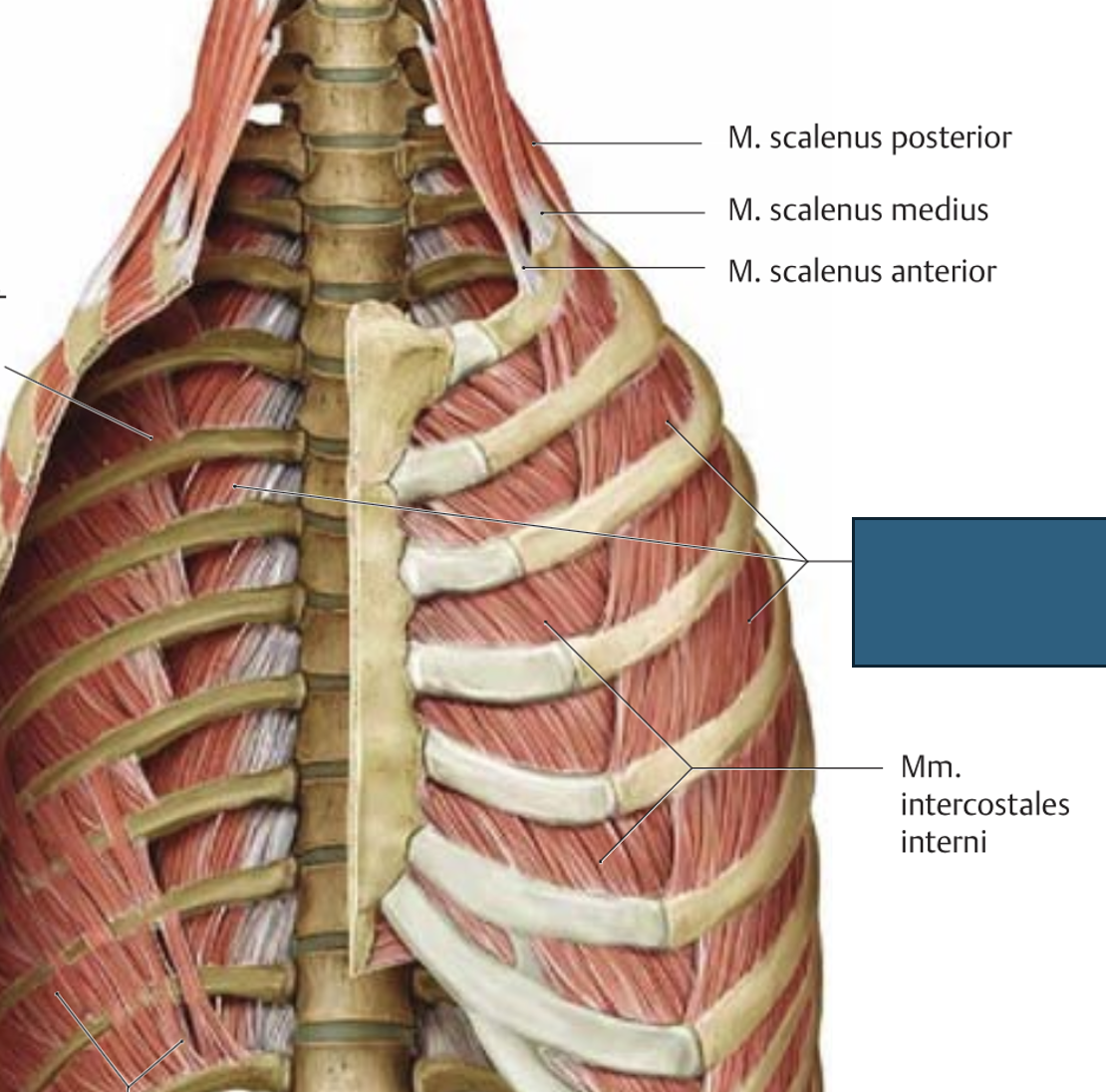 <p>mm. intercostales externi → roiete tõstmine, sissehingamine (nõrk toime)</p>