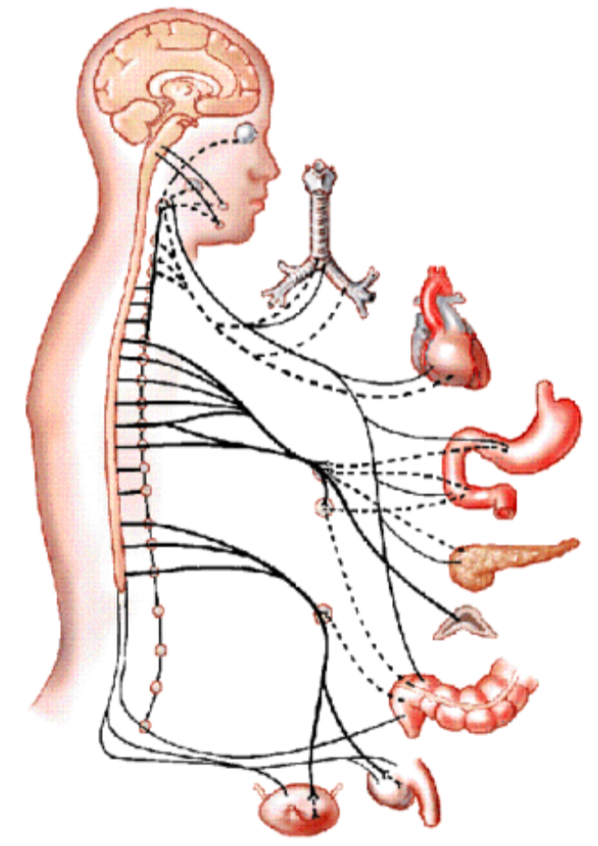 
1. Sensory nervous system
2. Receives sensory information from viscera
3. Sensations from organs

* Digestive tract


* Urinary tract
* Reproductive organs


4. Only stretch and temperature