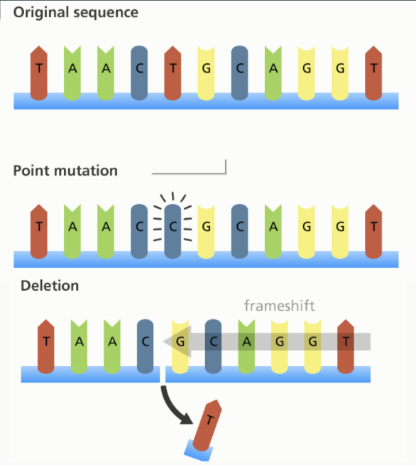 <ul><li><p>Point mutation/ substitution</p></li></ul><ul><li><p>Frameshift mutation</p></li></ul><p></p>