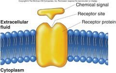 <p>Receptor proteins are membrane proteins that serve as docking sites for proteins of the extracellular matrix or hormones.</p>