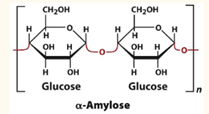 <p>Alpha-Amylose</p>