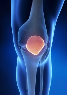 <p>The kneecap, which is a small flat bone that protects the knee joint and helps in leg movement. </p>