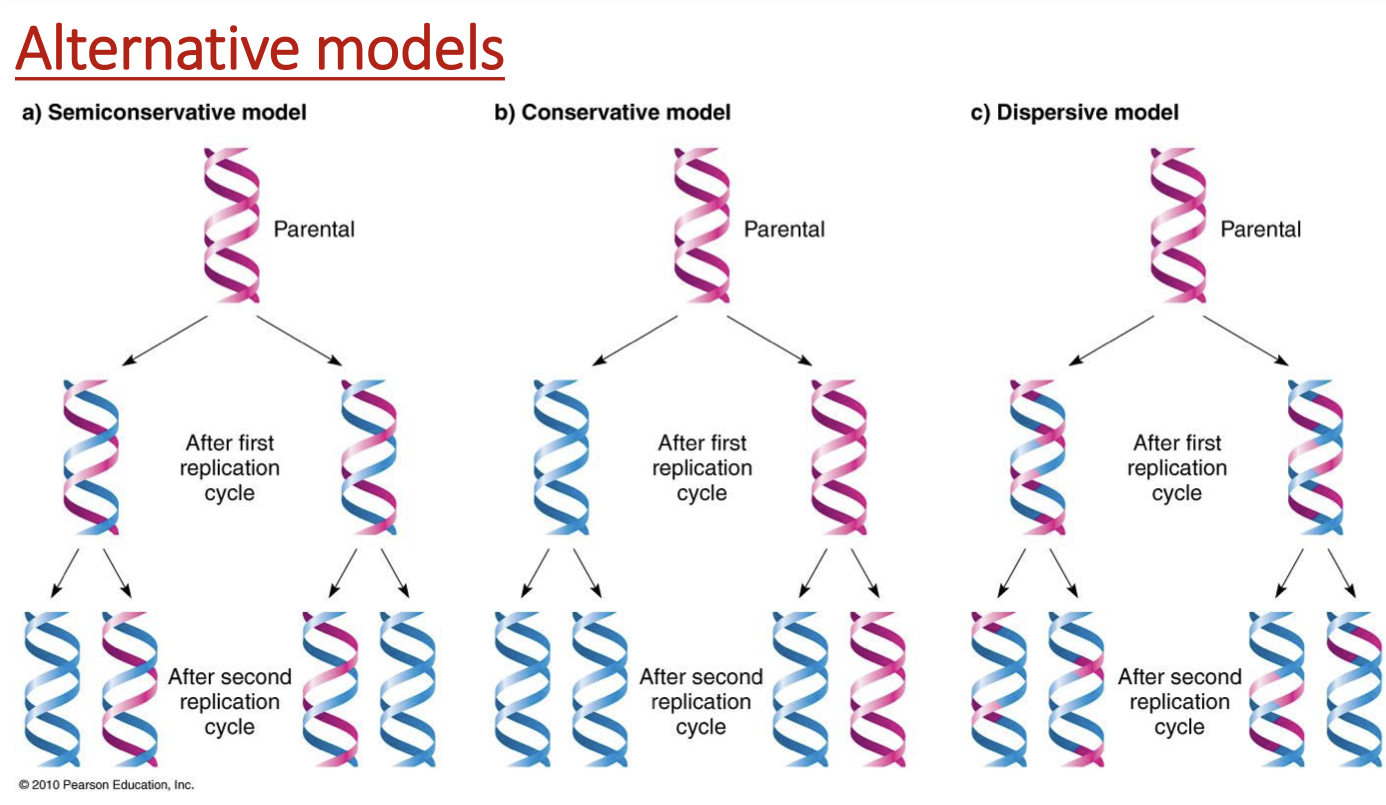 <p>each daughter strand has 1 template strand &amp; 1 newly synthesized one</p><ul><li><p>hybrids make 1 fully new &amp; 1 that’s half-half </p></li></ul><p></p>