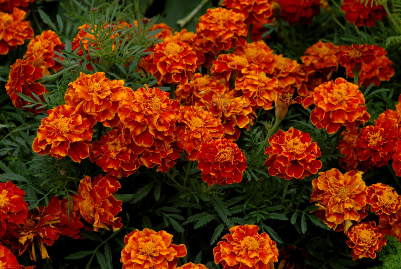 <p>Ryhmäsamettikukka</p>