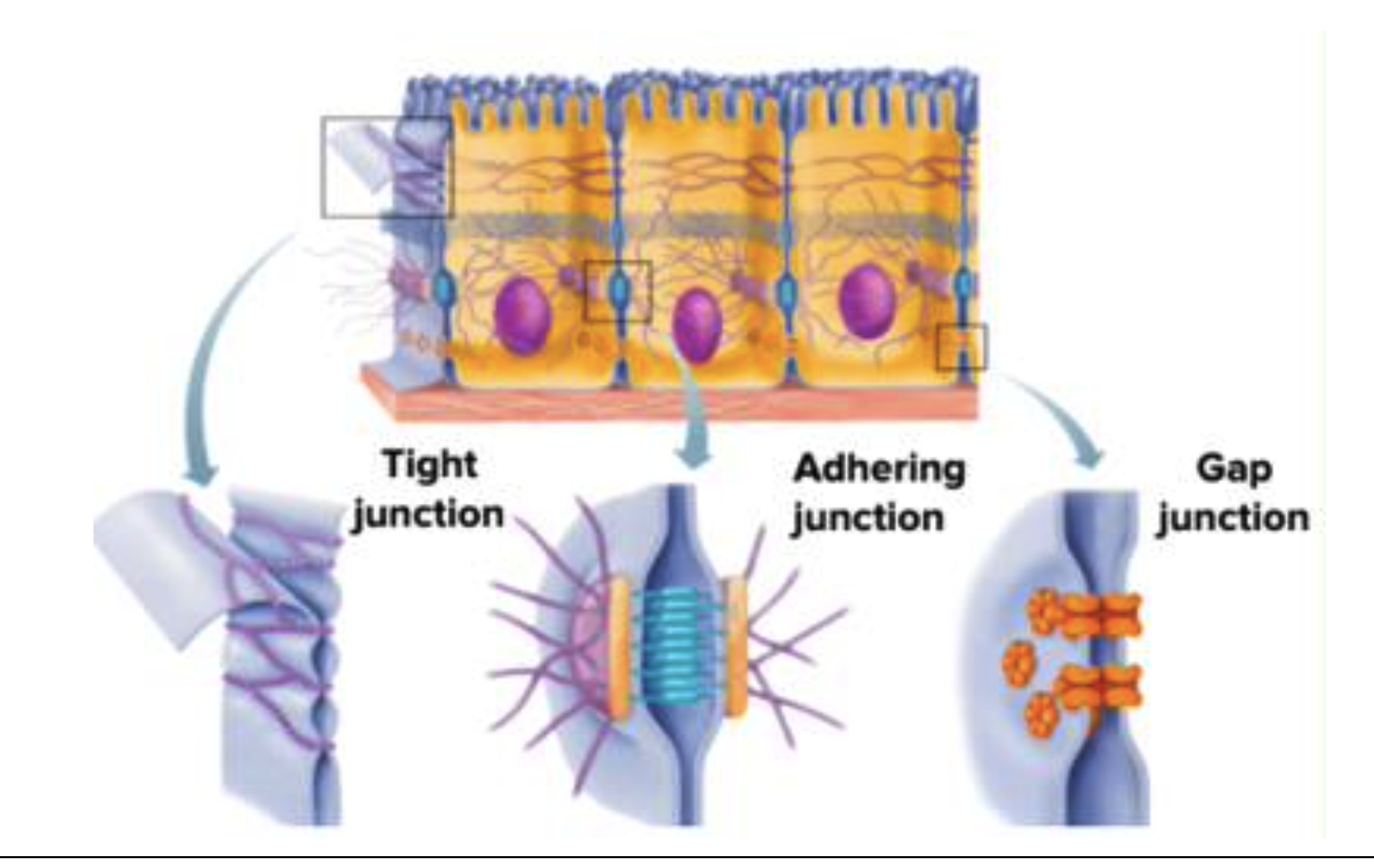 <p><span><strong>Tight junctions</strong>, <em>zonula occludens</em></span></p><p><span><strong>Adhering Junctions</strong>:</span></p><p><span> Cell-Cellcontact:desmosomes, <em>zonula </em>and <em>macula adhaerens</em></span></p><p><span> cell-matrix contact: hemidesmosomes, focal contacts and podosomes</span></p><p><span><strong>Gap Junctions</strong>, chemical synapses</span></p>