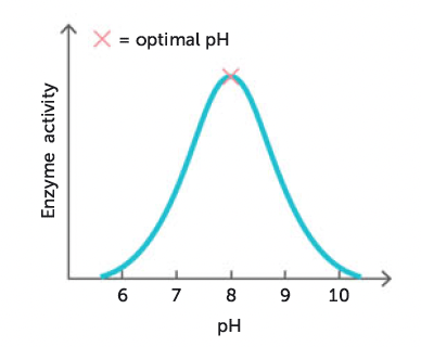 <p>very sensitive to pH of medium in which a reaction is taking place</p><p>each enzyme has optimum pH at which it will work most effectively</p>