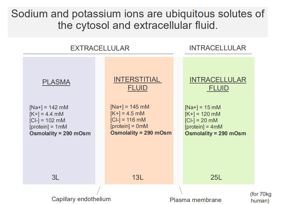 <p>- major solutes of the ECF and cytosol are Na+ and K+</p><p>EXTRACELLULAR:</p><p>- Sodium is high in extracellular fluid</p><p>- Potassium is low in extracellular fluid</p><p>.</p><p>INTRACELLULAR FLUID:</p><p>- Sodium is low in intracellular, K+ is high</p>
