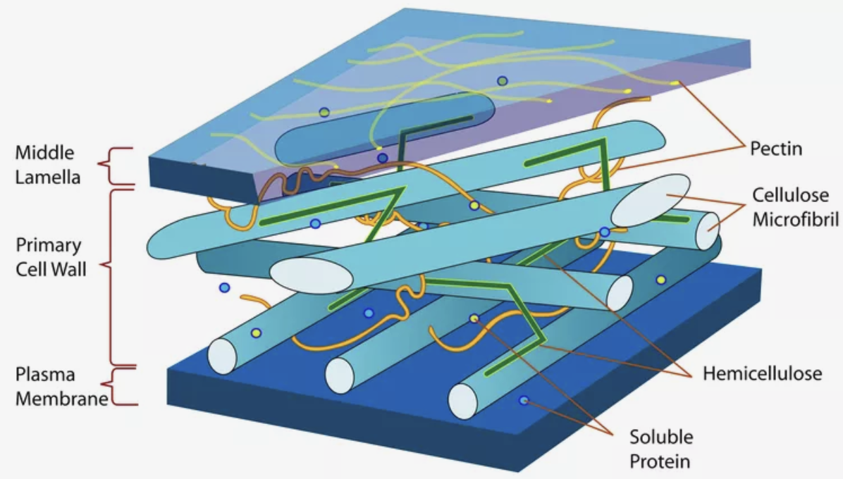 <ul><li><p>The first walls (primary wall) first formed is relatively rigid</p><ul><li><p>Consists of parallel strands of cellulose (polysaccharide) running in a matrix of pectin. </p></li></ul></li><li><p>Cellulose is relatively rigid + high tensile strength (difficult to break + stretch)</p><ul><li><p>Prevents bursting when water enters by osmosis in a dilute solution. </p></li></ul></li><li><p>More layers are added onto primary wall for extra strength (secondary layer). </p><ul><li><p>In a given layer, the cellulose fibres are parallel to each other</p></li><li><p>But fibres of diff layers run in diff directions to make it strong. </p></li></ul></li><li><p>Some walls are given extra strength by adding more cellulose/lignin. </p><ul><li><p>Lignin adds compressional + tensile strength. </p></li></ul></li></ul><p></p>