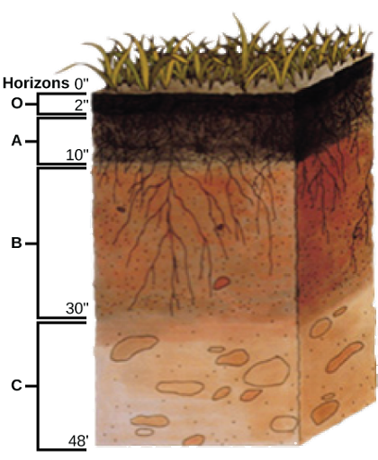 <p>O is leaf litter</p><p>A is topsoil</p><p>B is subsoil</p><p>C is the soil base</p>