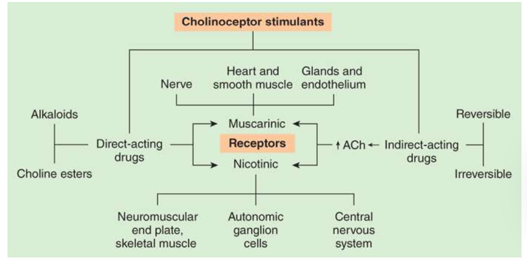 <p><span><strong><span>Nicotinic </span></strong></span><strong>receptors</strong>: Ionotropic, ligand-gated ion channels</p><p><strong>Muscarinic receptors</strong>: Metabotropic, G-protein coupled receptors</p><p></p><p>Note: <span><span>Cholinoceptor stimulants are classified pharmacologically by their spectrum of action, depending on the type of receptor— muscarinic or nicotinic—that is activated.</span></span></p><p></p>