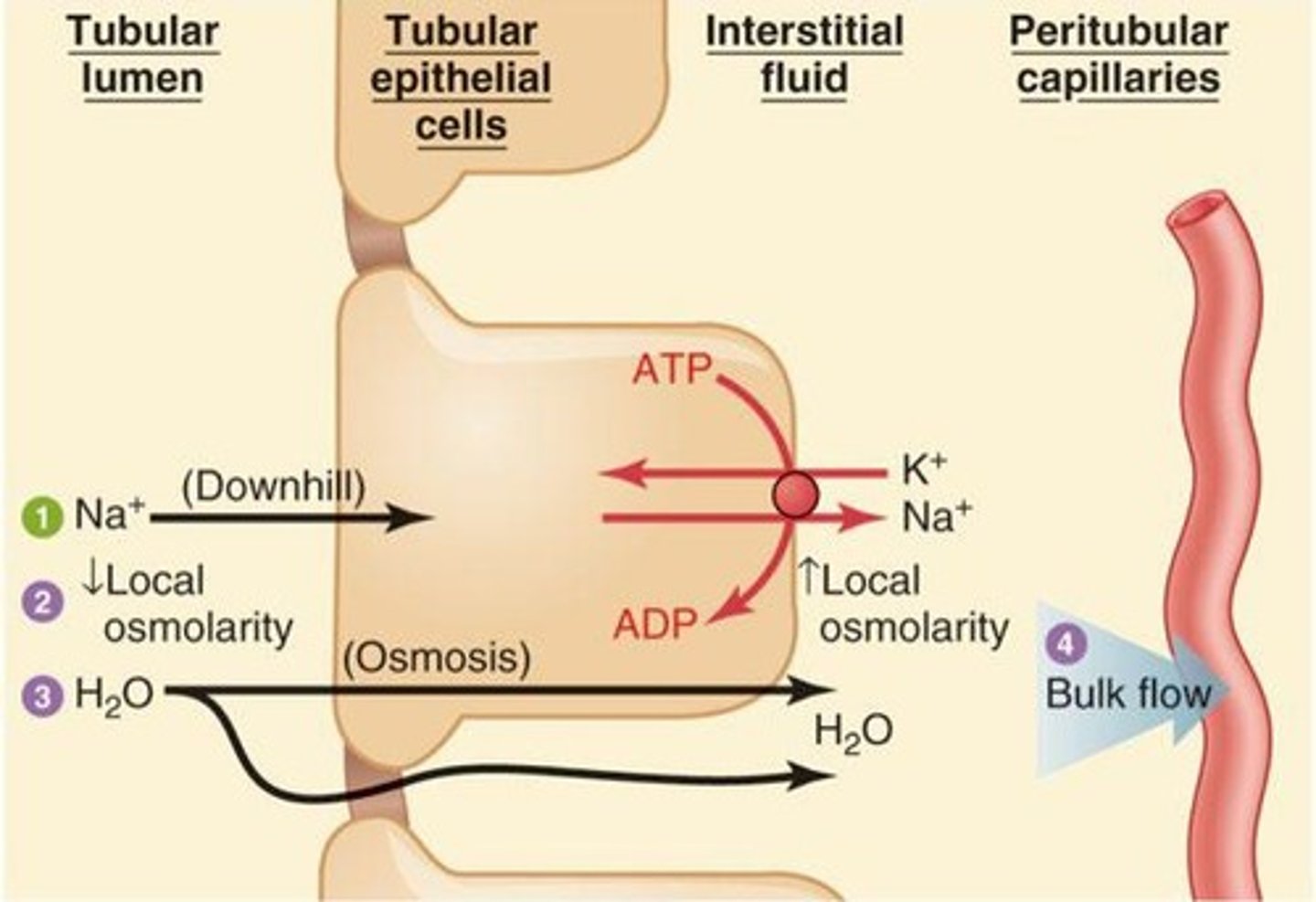 <p>Water is reabsorbed passively following the sodium gradient from the lumen to the interstitial space and into the peritubular capillaries.</p>