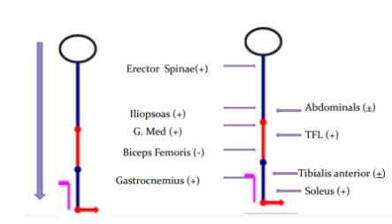 <ul><li><p>Arrow signifies anteroposterior movement</p></li><li><p>Specific muscles work together to achieve a good postural control</p></li><li><p>When pt. is taught to stand up for the first time, ensure that the muscles specified in the diagram</p></li><li><p>If pt. learned to stand up s evaluating if the muscles are working, it can contribute to complications (e.g. back pain, hip pain)</p></li><li><p>During posterior sway, abdominals should be working</p></li></ul><p></p>
