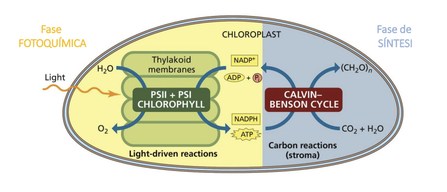 <p></p><p>(Té lloc al cloroplast dins la membrana tilacoidal)</p><ol><li><p>Captació de llum</p></li><li><p>Fotòlisi de l’H2O, les molècules d’aigua tenen un paper com a donadors d’electrons, es descomponen en oxigen, protons i electrons. S’allibera O2 al medi. — (Fotosistema II)</p></li><li><p>Generació de poder reductor amb el NADPH (producció NADPH) — (NADP+ reductasa)</p></li><li><p><strong>ATP sintasa</strong> fa passar protons (ions H+) des de<strong> l’interior (lumen) del tilacoide</strong> (alta concentració H+) cap a <strong>l’estroma </strong>(menys H+, a favor de gradient)</p></li><li><p>Es genera energia que permet sintetitzar ATP (<u>fotofosforilació</u>).</p></li></ol><p></p><p>Amb l’ATP i el NADPH que produeix durant la fase lluminosa s’inicia la següent fase.</p>