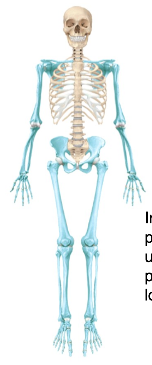 1. Pectoral girdle
2. Upper limbs
3. Pelvic girdle
4. Lower limbs
5. Includes 126 bones all together 