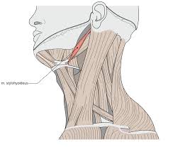 <p>stylohyoid ligaments</p>