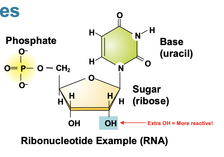 <p>What is RNA its basic structure?</p>