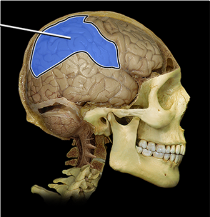 <p><span><span>Parietal lobe</span></span></p>