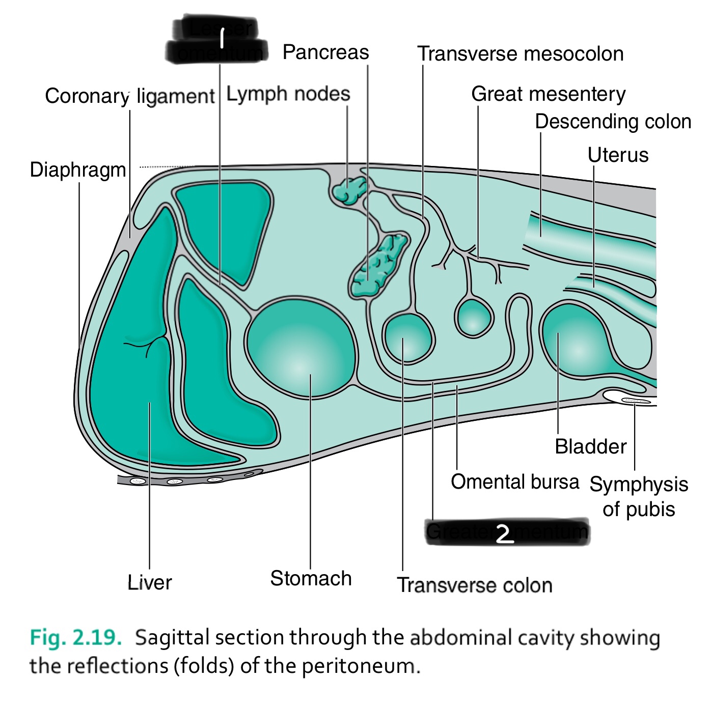term image