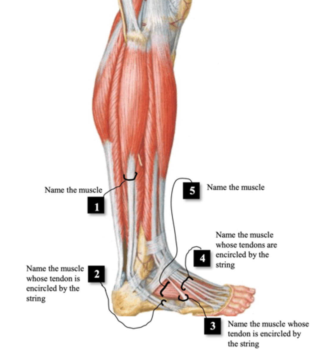 <p>Superficial fibular nerve and plantarflexion/eversion</p>
