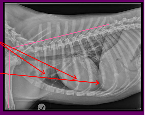 POSITIONING 
Minimal rotation evidenced by costochondral junctions being nearly superimposed 
Poor inspiration evidenced by superimposition of diaphragm over the heart 
Forelimbs adequately extended Jade's rule of thumb: 90 degrees or more in relation to thoracic spine (pink angle)
