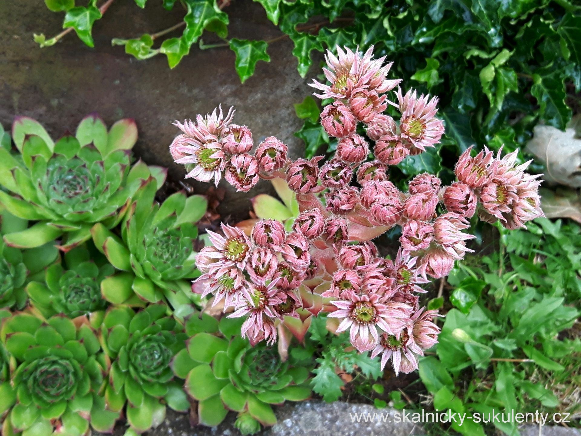 <p>Netřesk střešní</p>