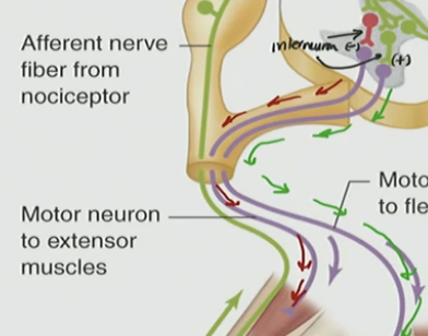 <p>Inhibitory interneuron (red)</p>