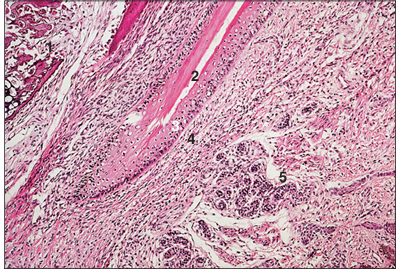 <p>name of histologic slide:</p><p>Specie:</p><p>Parts</p><p>1.__ 2.__ 3.__ 4.__ 5.__</p><p>Stain used:</p>