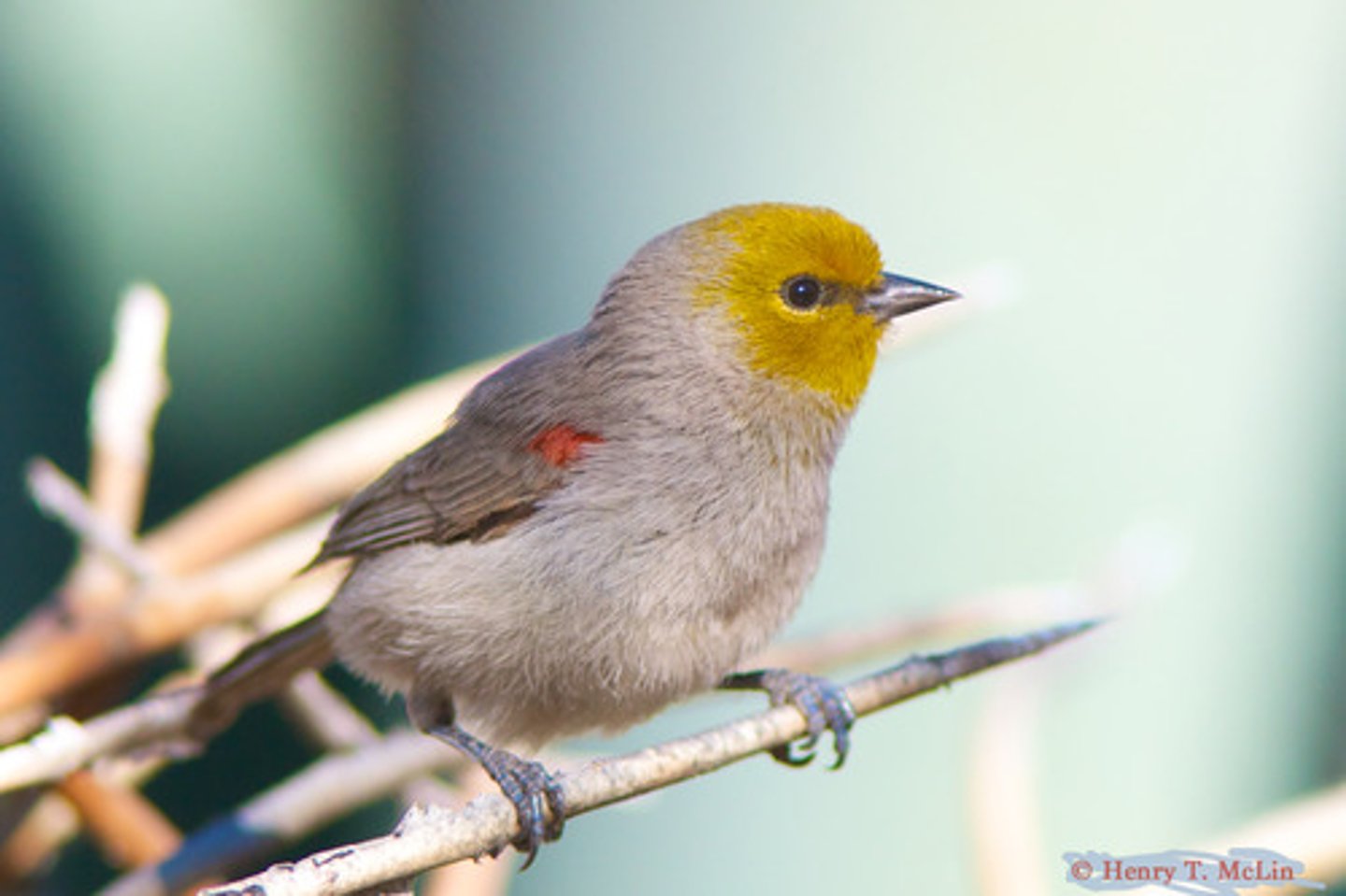 <p>Passeriformes Remizidae</p>