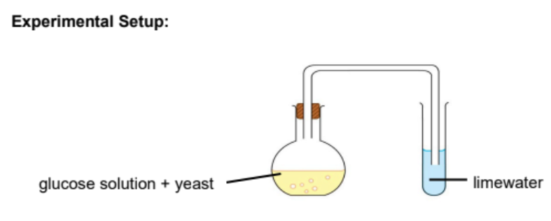 <ul><li><p>Yeast act on carbohydrates(glucose) in the absence of oxygen 37°C</p></li><li><p>Producing alcohol + carbon dioxide </p></li><li><p>37°C must be used as enzymes will denature and unable to catalyse the reaction</p></li><li><p>The stopper ensures the absence of oxygen in order to prevent the oxidation of ethanol into ethanoic acid by bacteria from the air</p></li><li><p>Limewater acts as an air lock to allow carbon dioxide to escape and to prevent oxygen from entering the set up</p></li><li><p>It is impossible to make pure ethanol by fermentation as yeast is killed when the mixture contains more than 15% ethanol</p></li><li><p>Ethanol can be extracted by fractional distillation allowing for higher concentration to be produced </p></li></ul><p></p>
