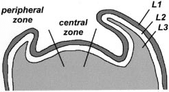 <p>CHIMERAS: Know the 3 layers of meristematic tissue of the apical meristem shoot center (SAM= shoot apical meristem)</p><p>LI:</p><p>LII:</p><p>LIII:</p>