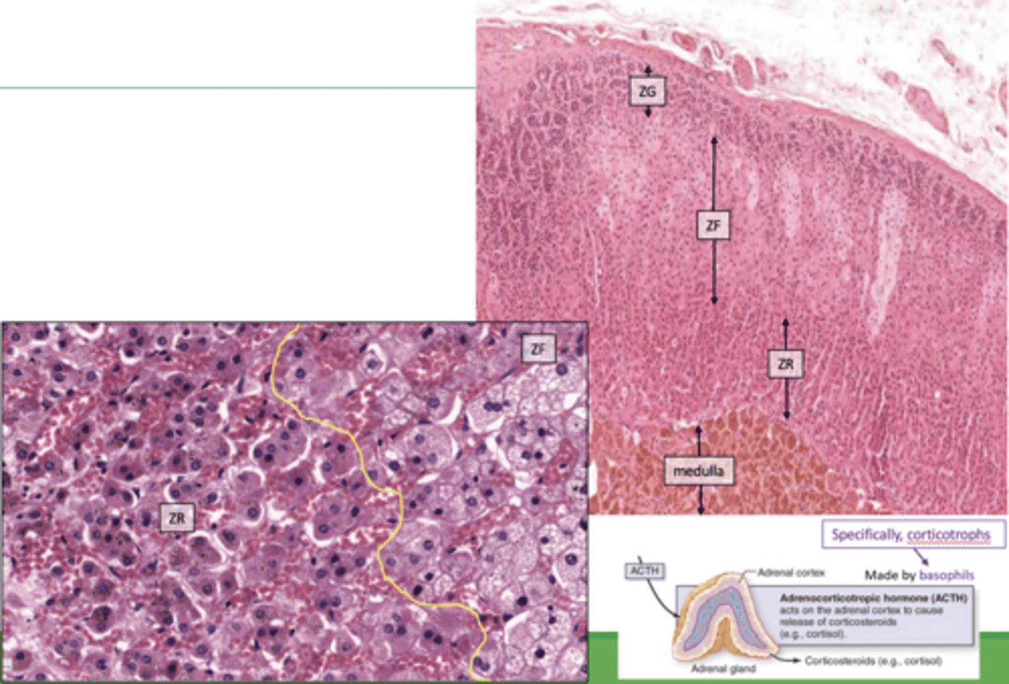 <p>zona reticularis of the cortex:</p>