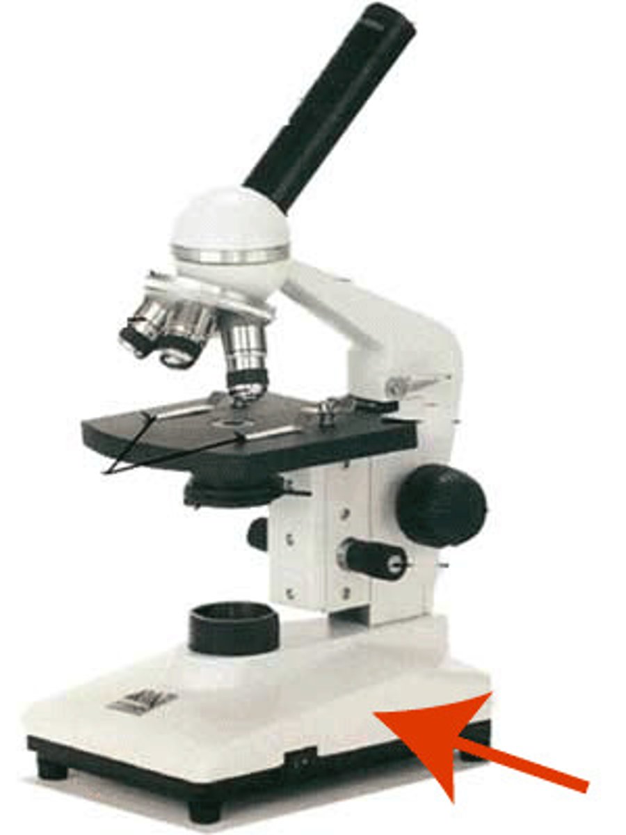 <p>supports the microscope</p>